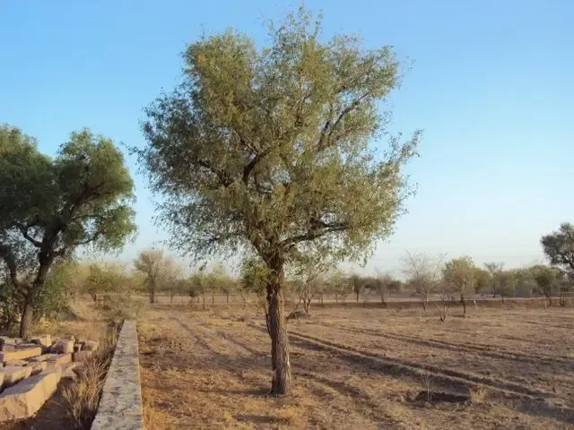 summer-impressions bodyImage